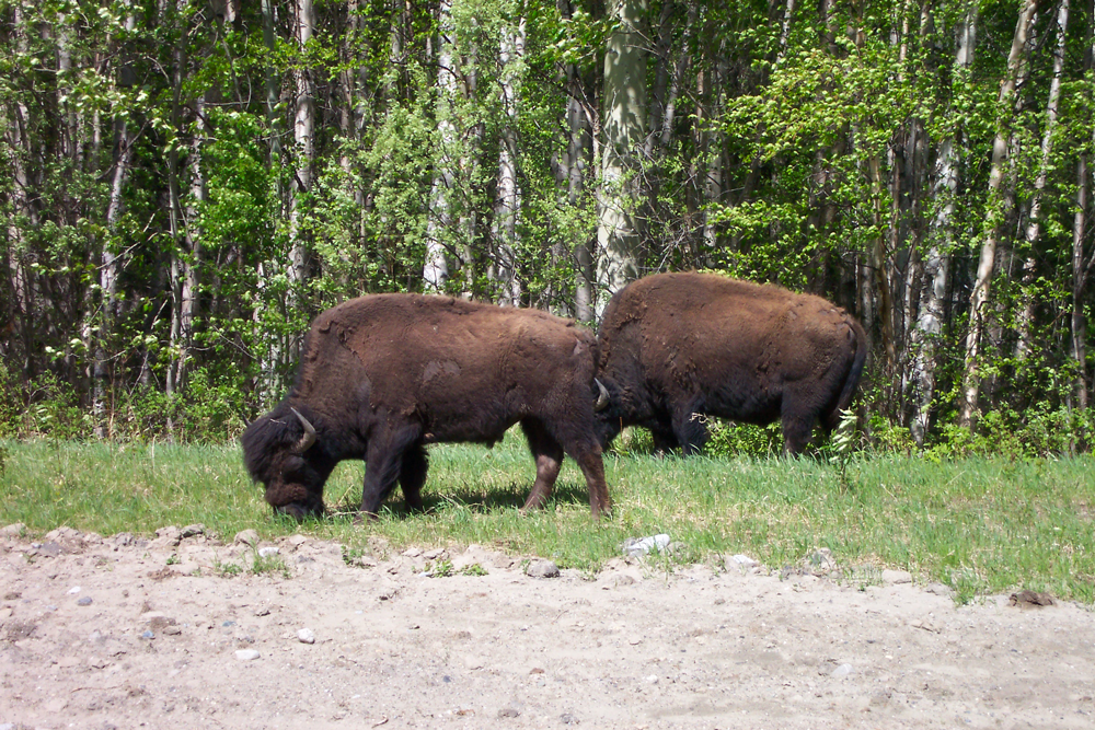 Forest Buffalo Habitat Analysis