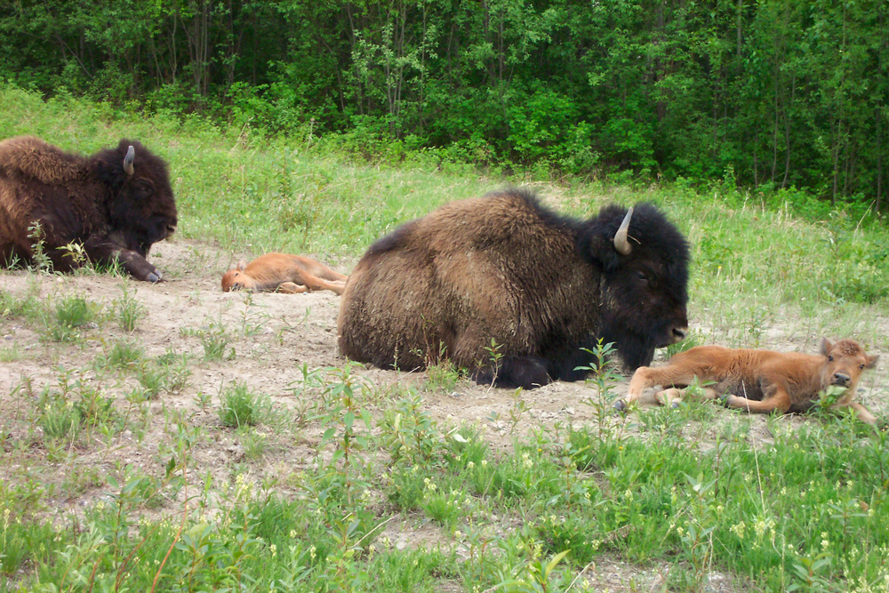 Woodland Buffalo, British Columbia