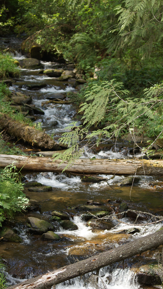 Terrace Creek Microeconomics at Terrace Creek